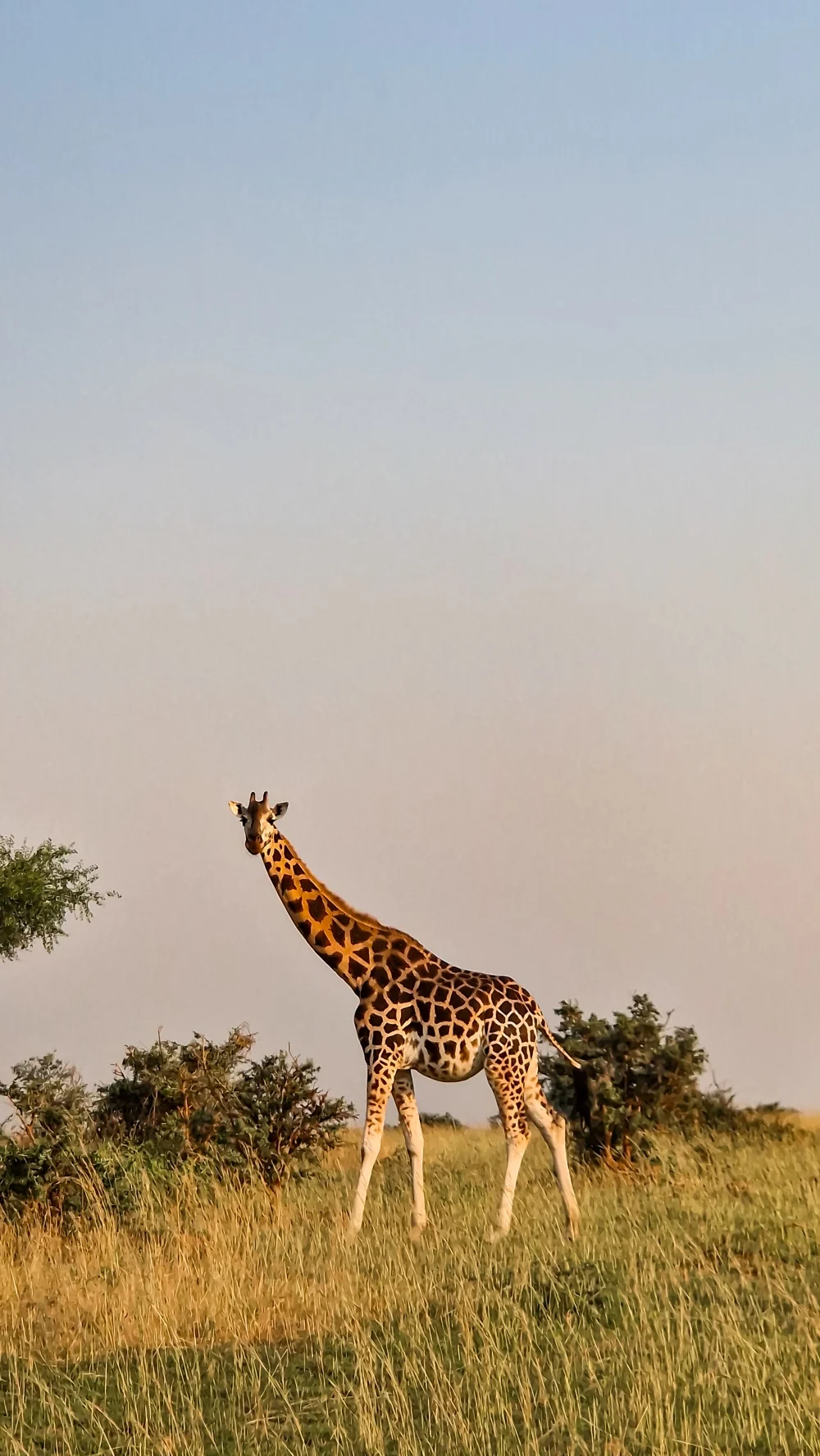 A giraffe in Murchinson Falls NP