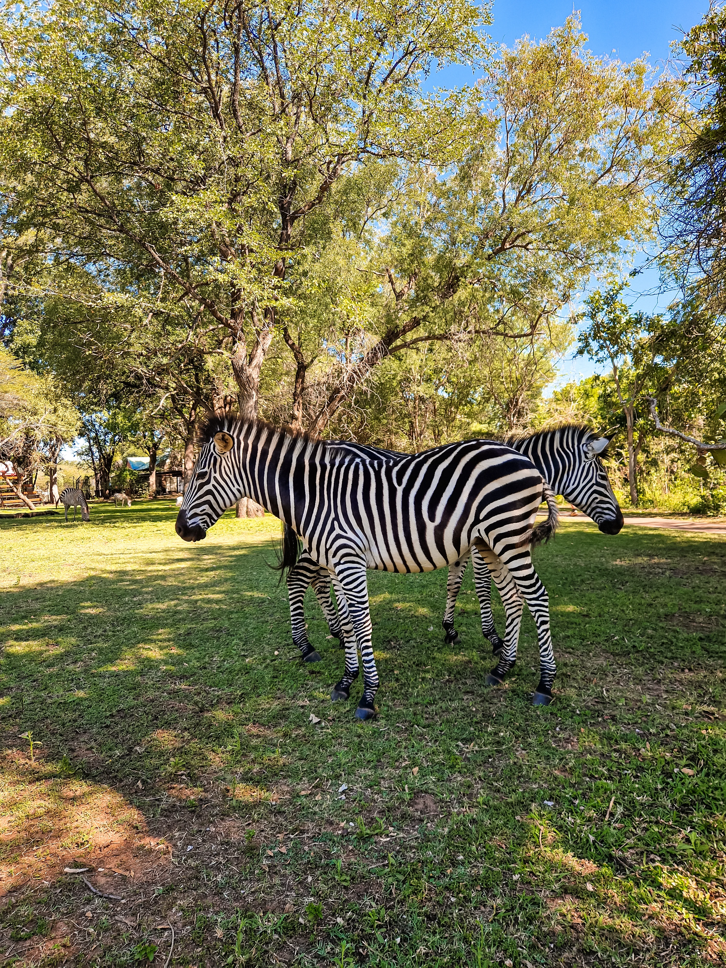 Zebras of the Avani resort, next to Victoria Falls