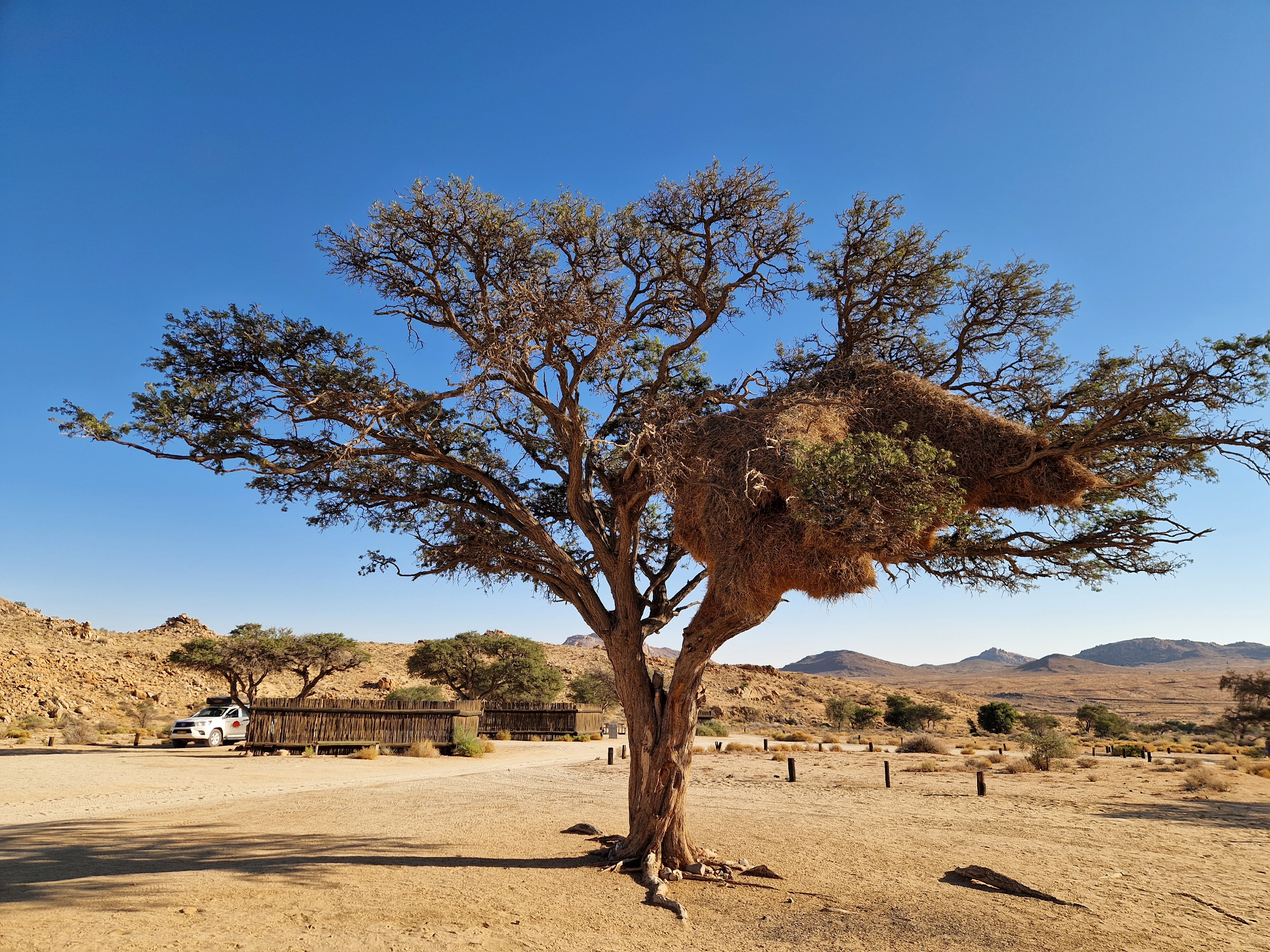 The amazing nest of the sociable weaver