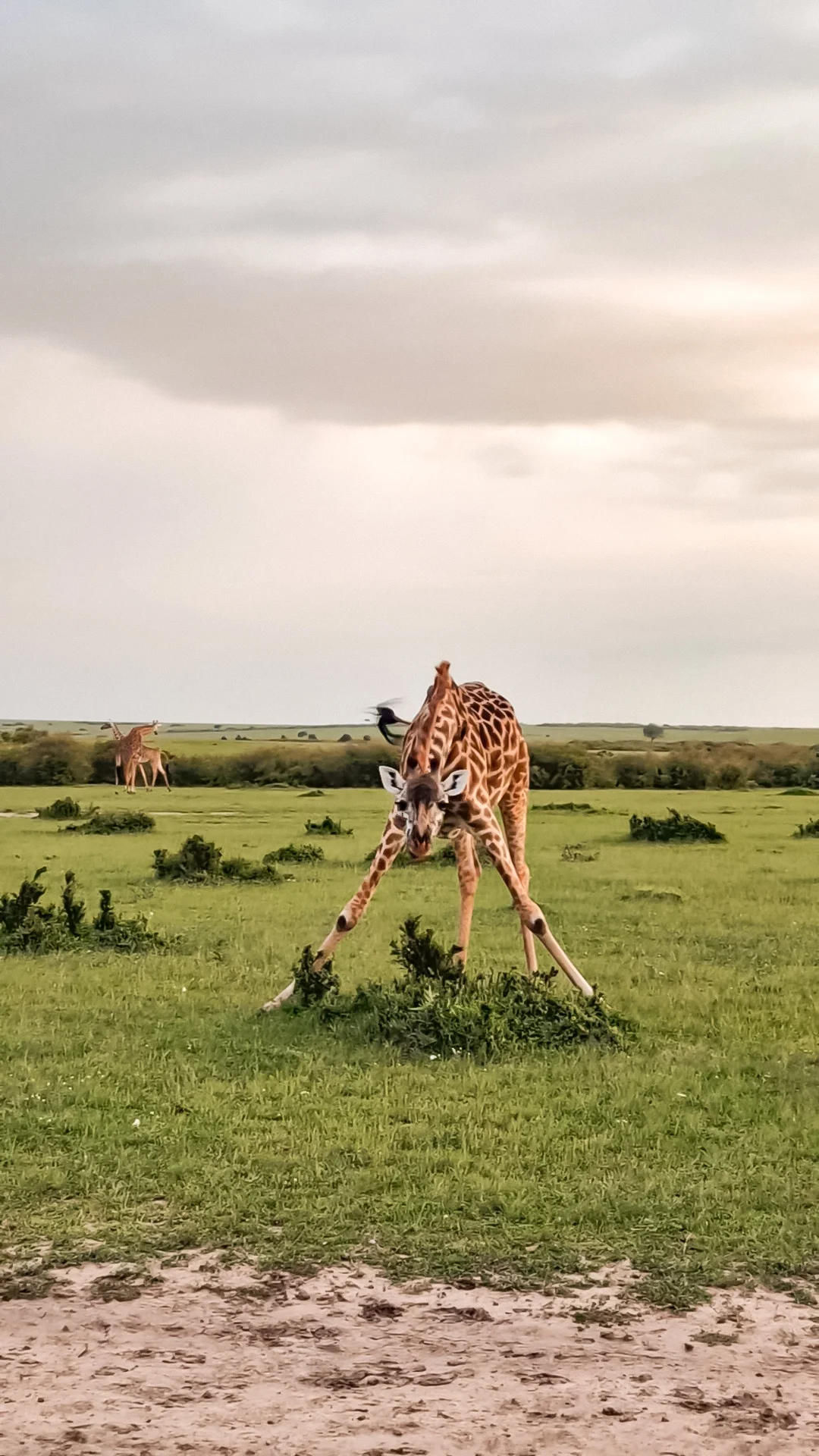 A giraffe eating from a short bush