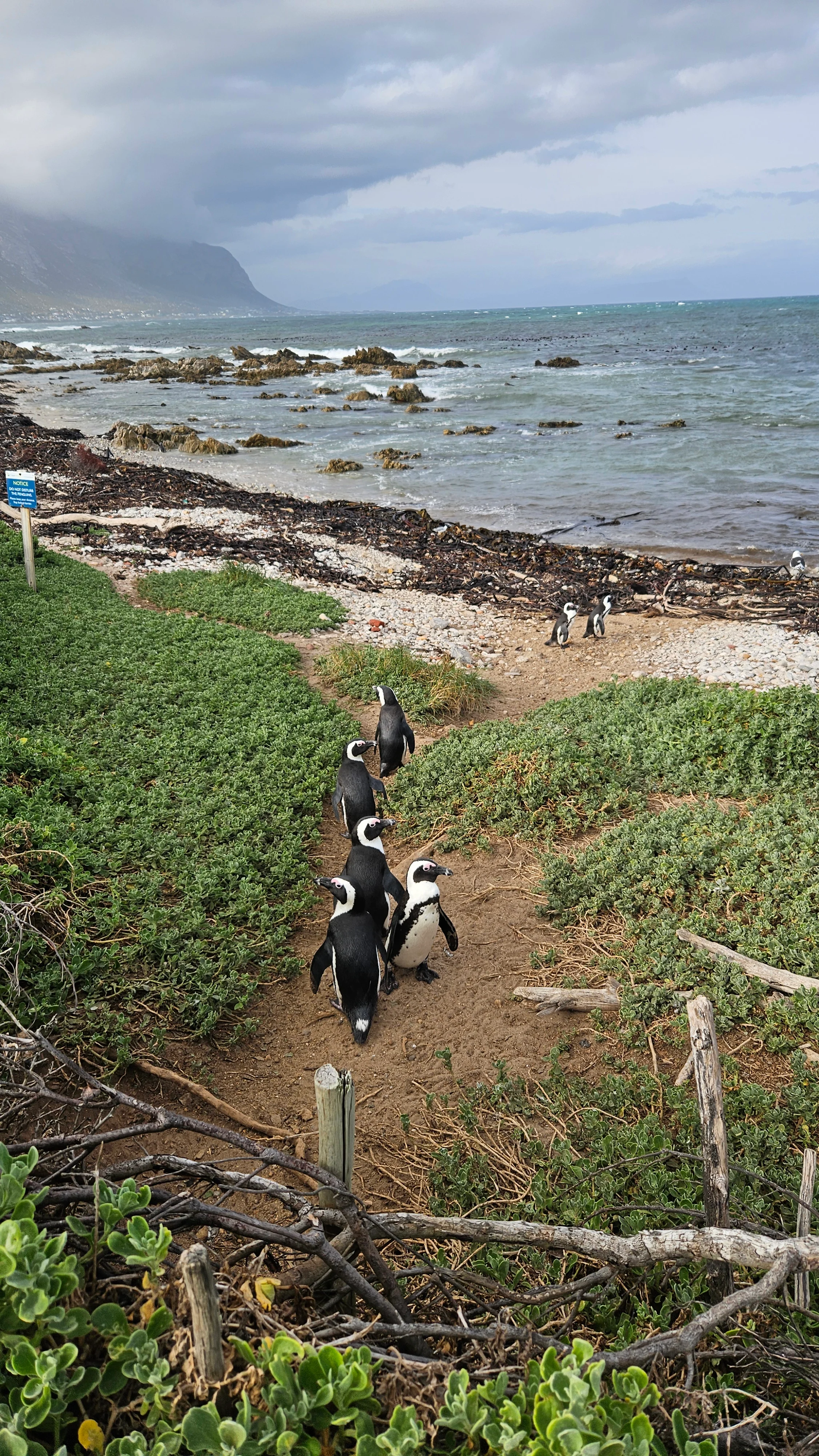 Seeing penguins for free in Betty's Bay