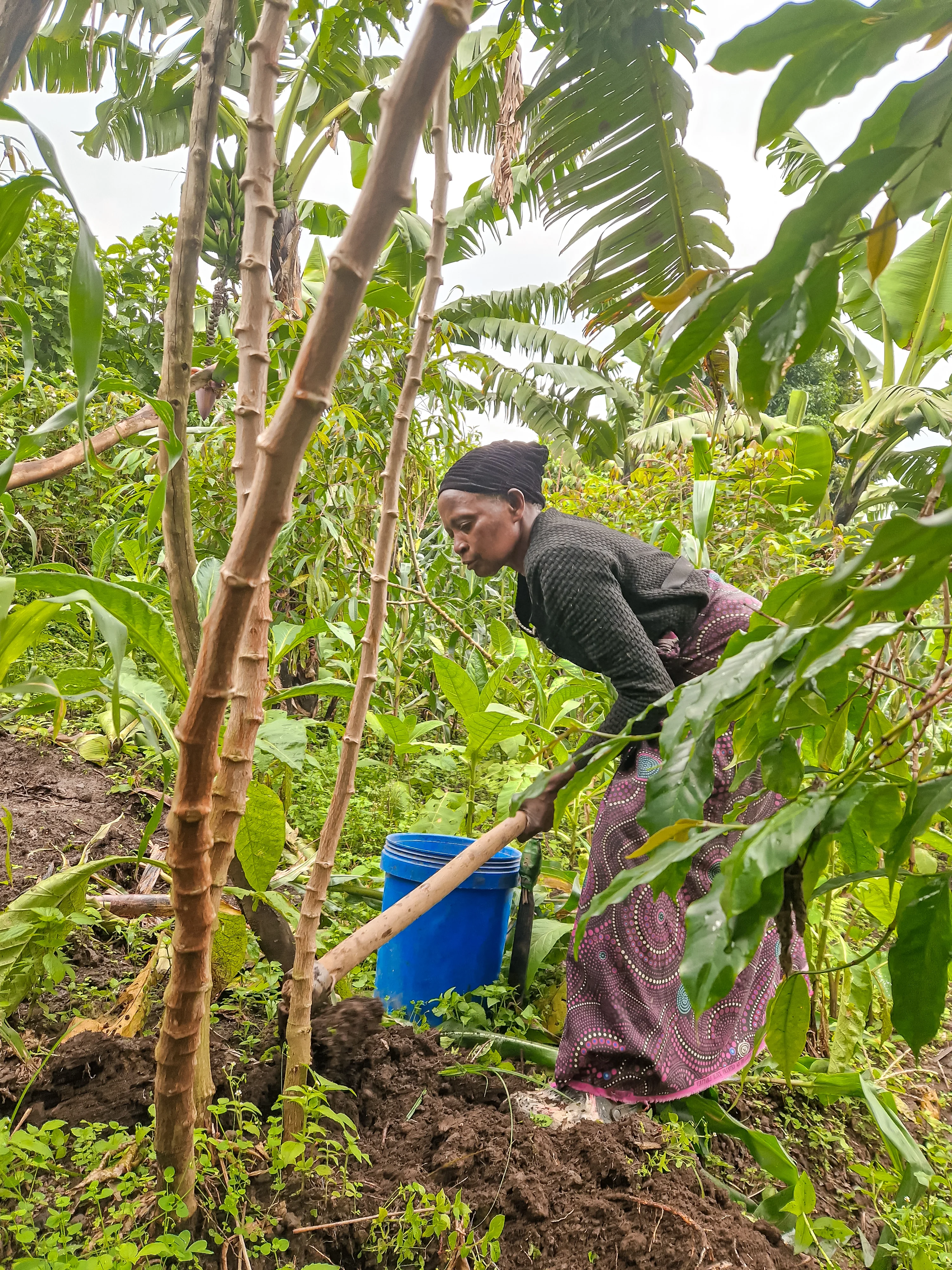 Digging kasava in the garden for dinner - everything is fresh on the farm