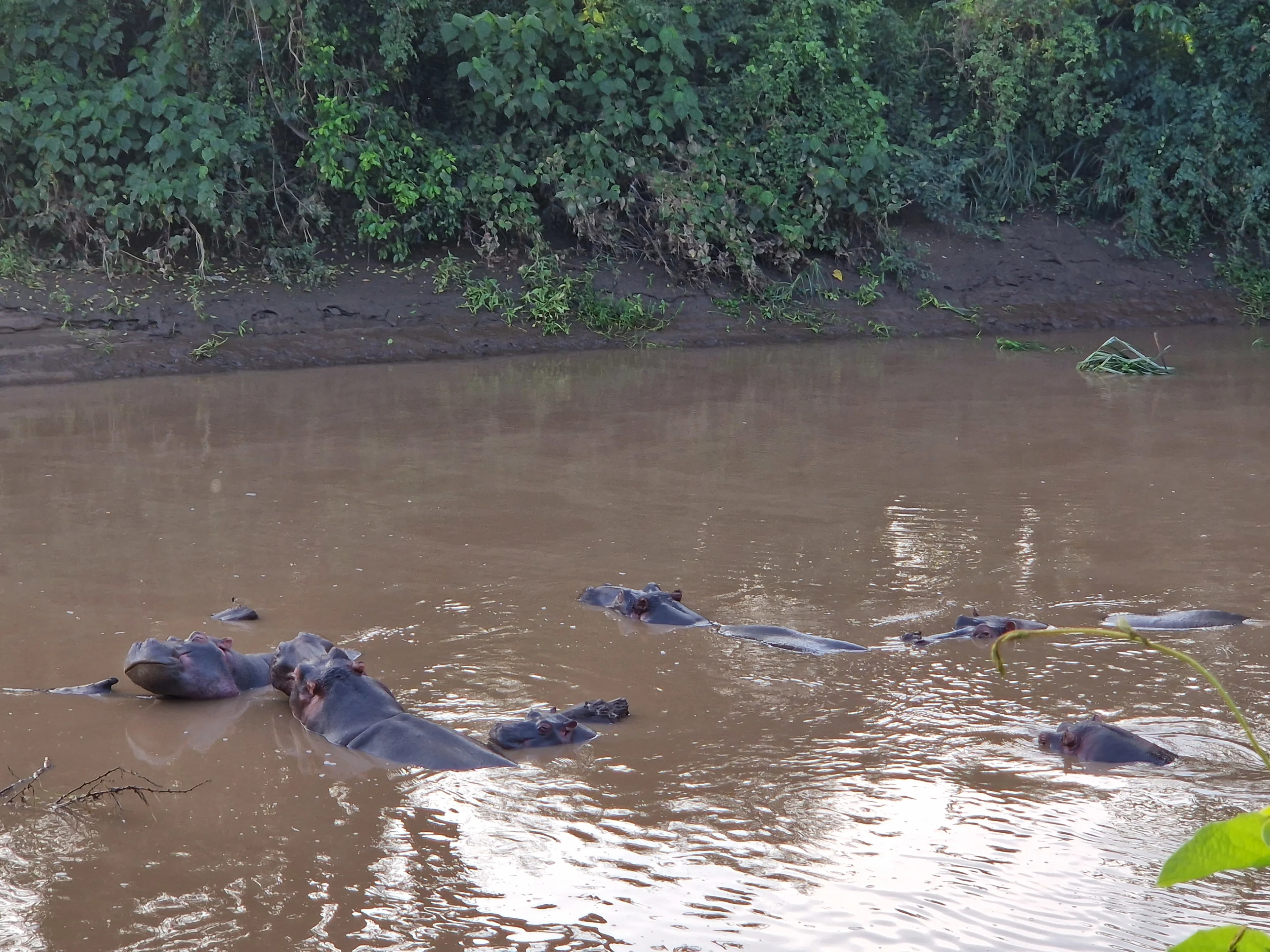 The hippos having fun in the river