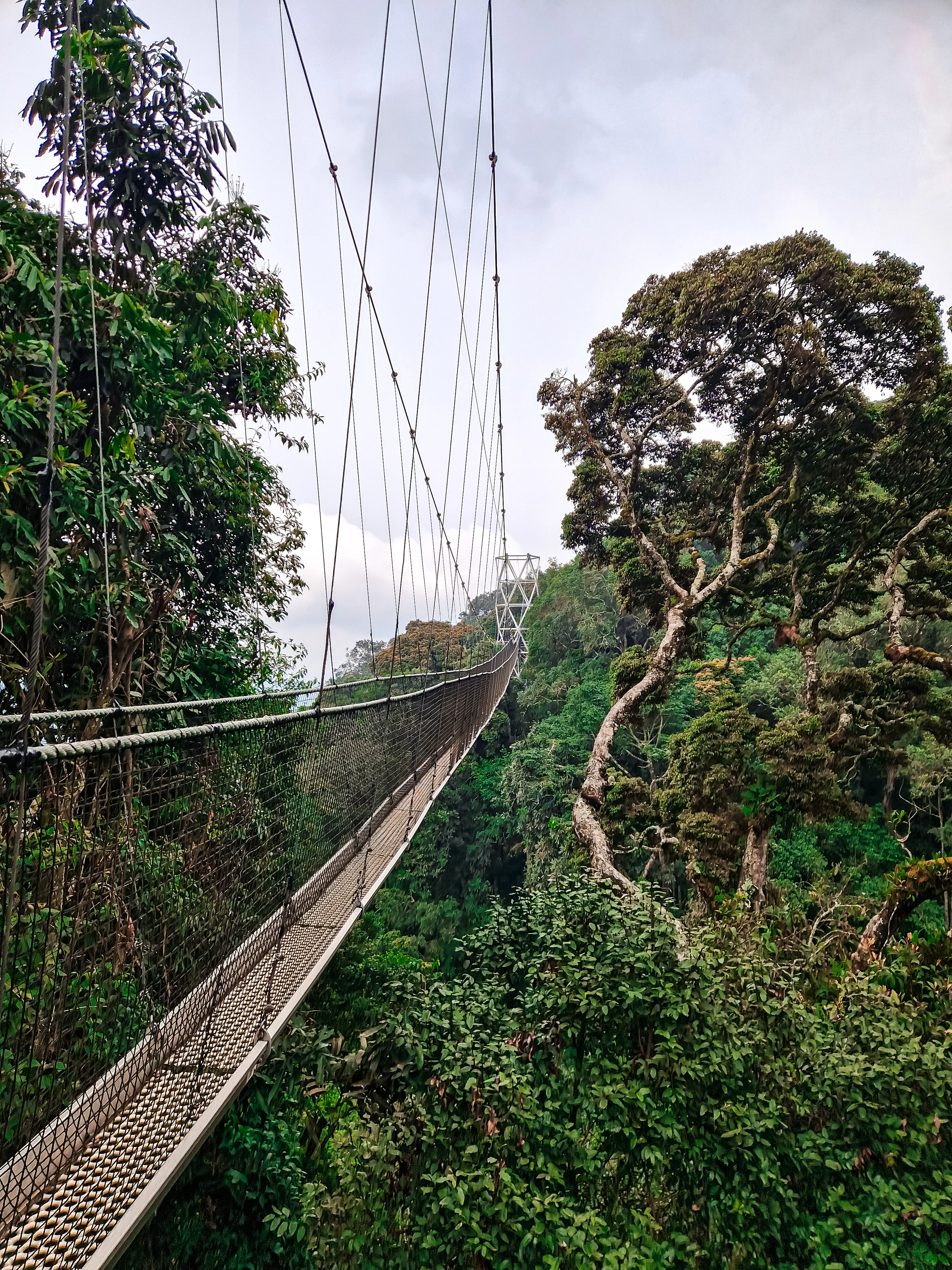 The Canopy Walkway in Nyungwe NP, Rwanda