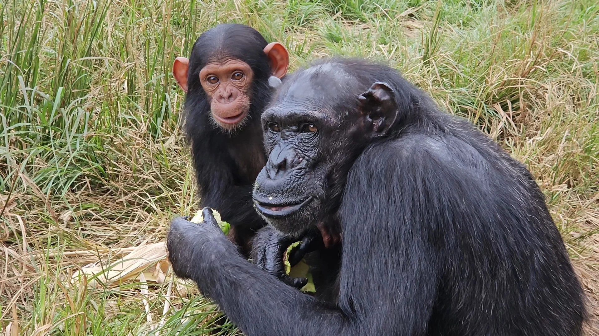 Witnessing the interaction between the chimps