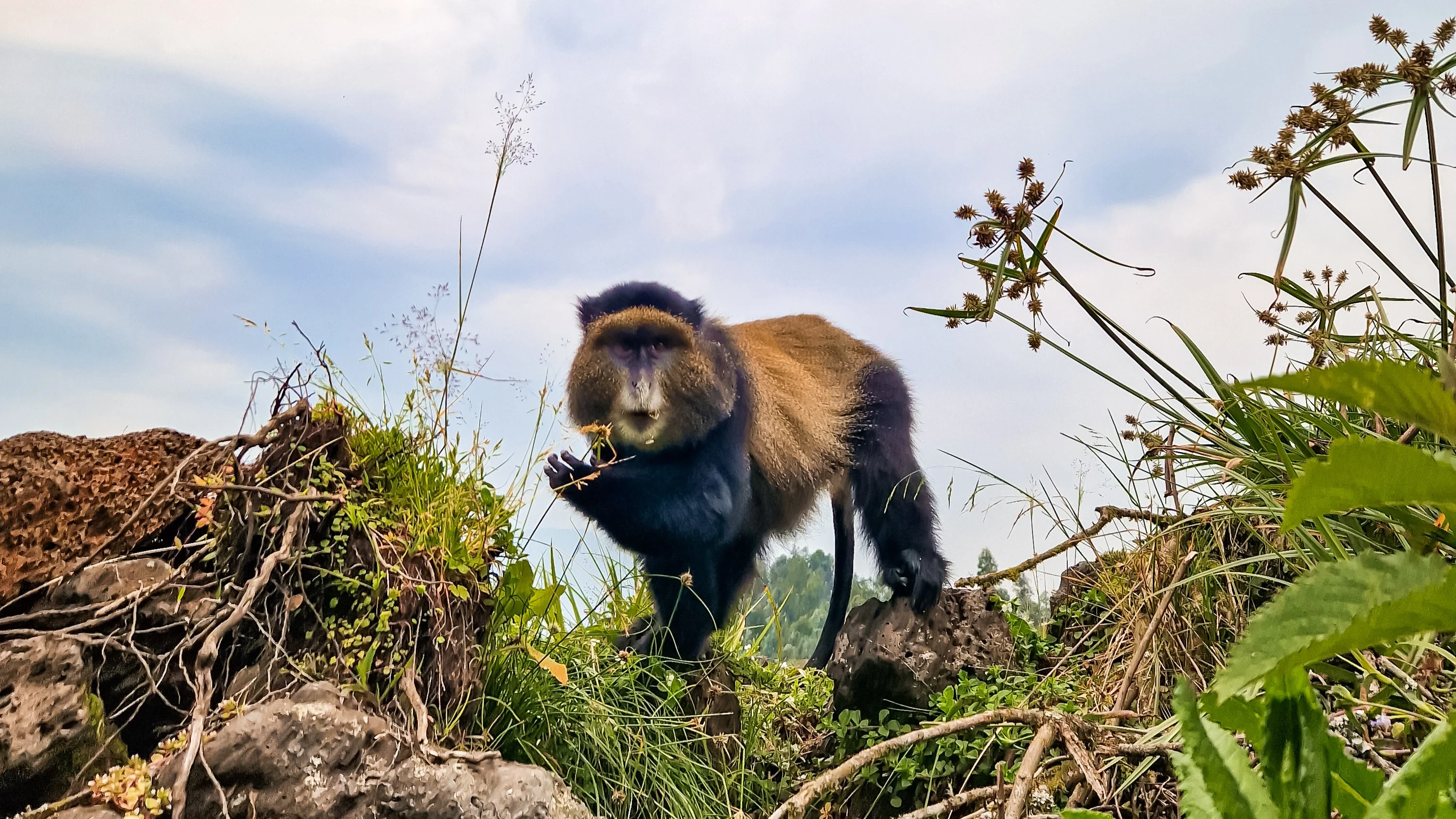 A Golden Monkey in the Volcanoes NP, Rwanda