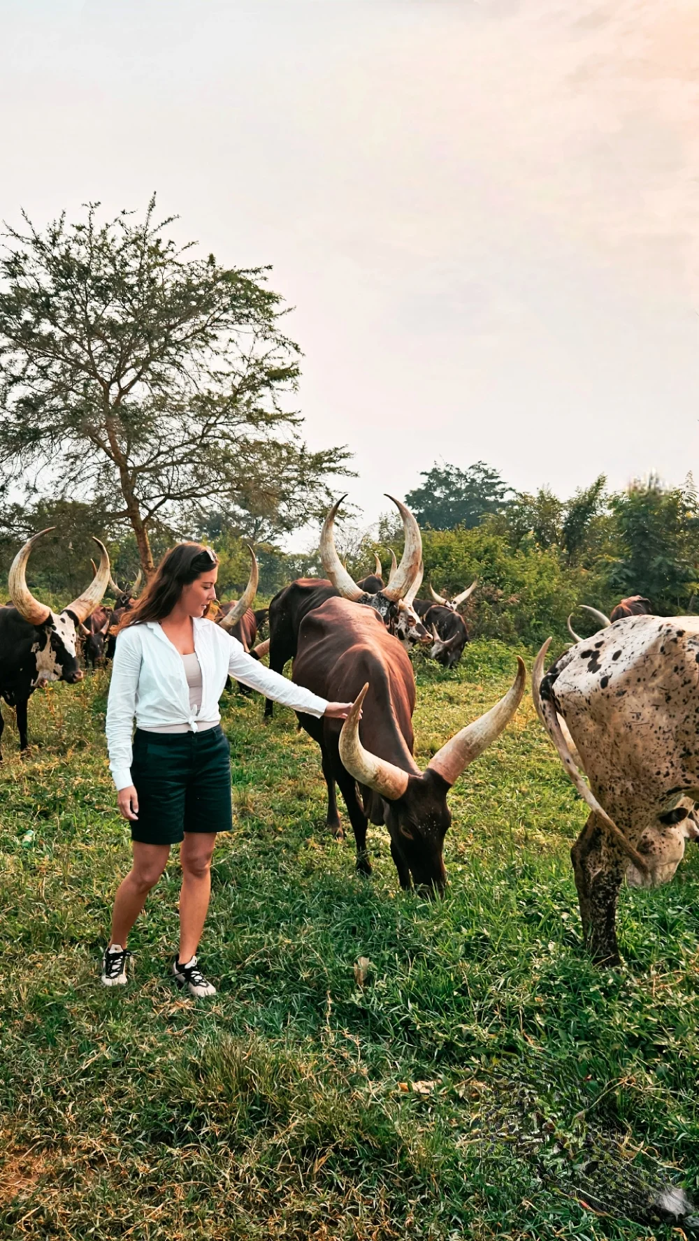 Lisa with beautiful Ankole cows