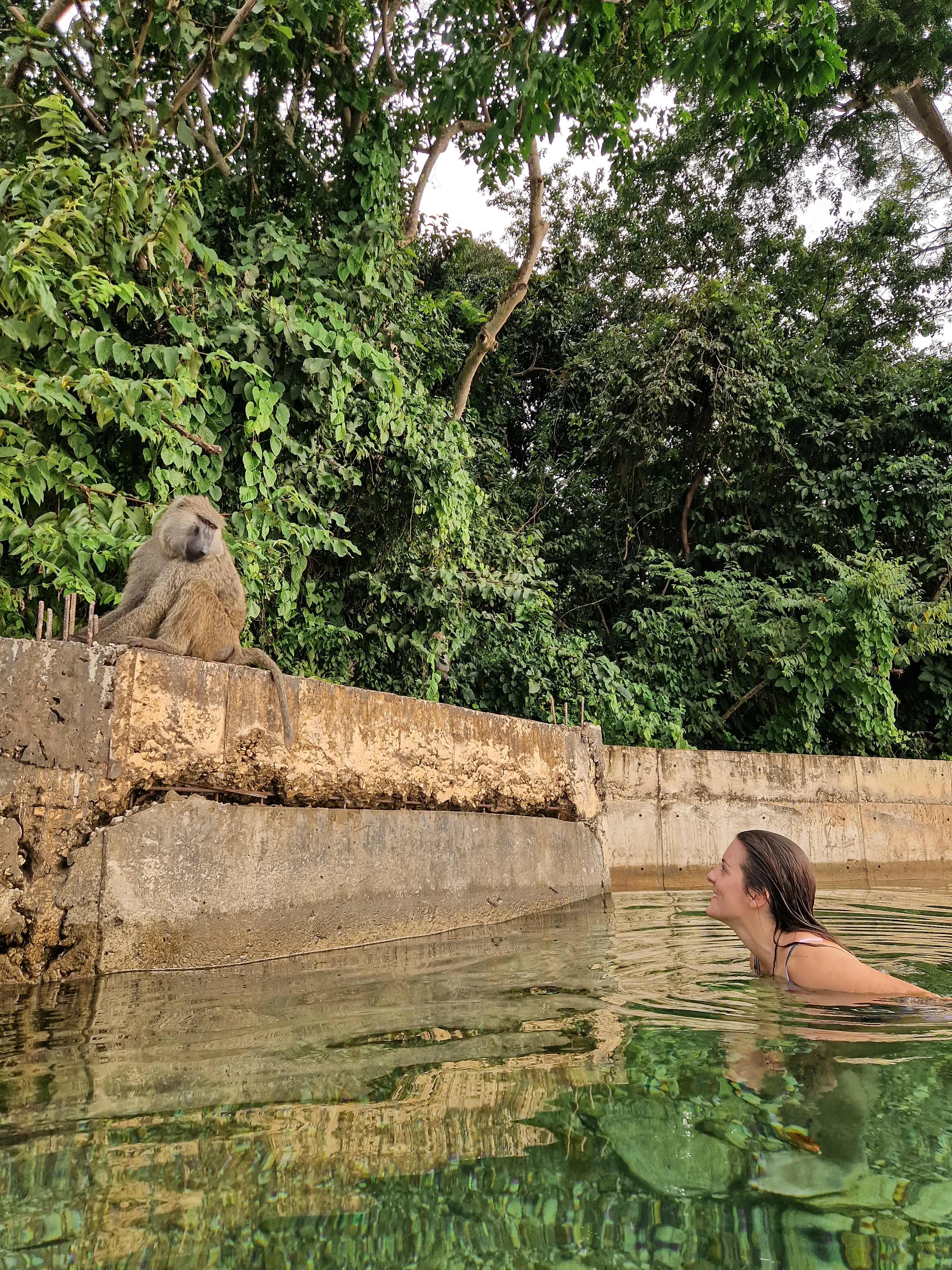 Swimming in the lake, watched by baboons