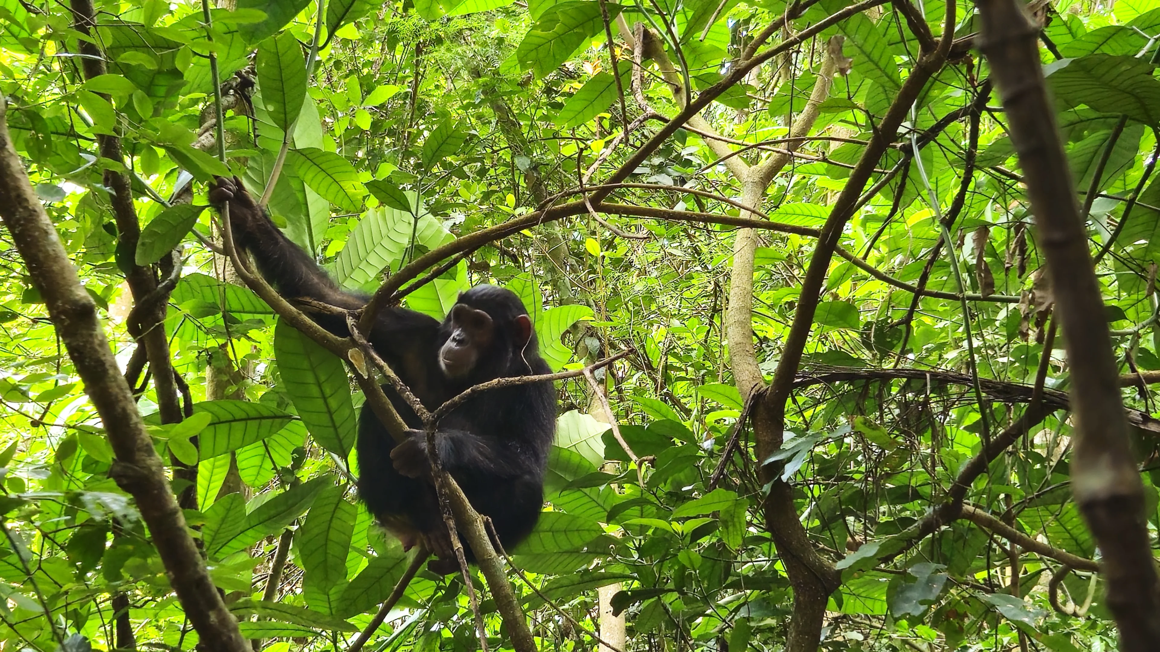A chimp in Gombe Stream National Park