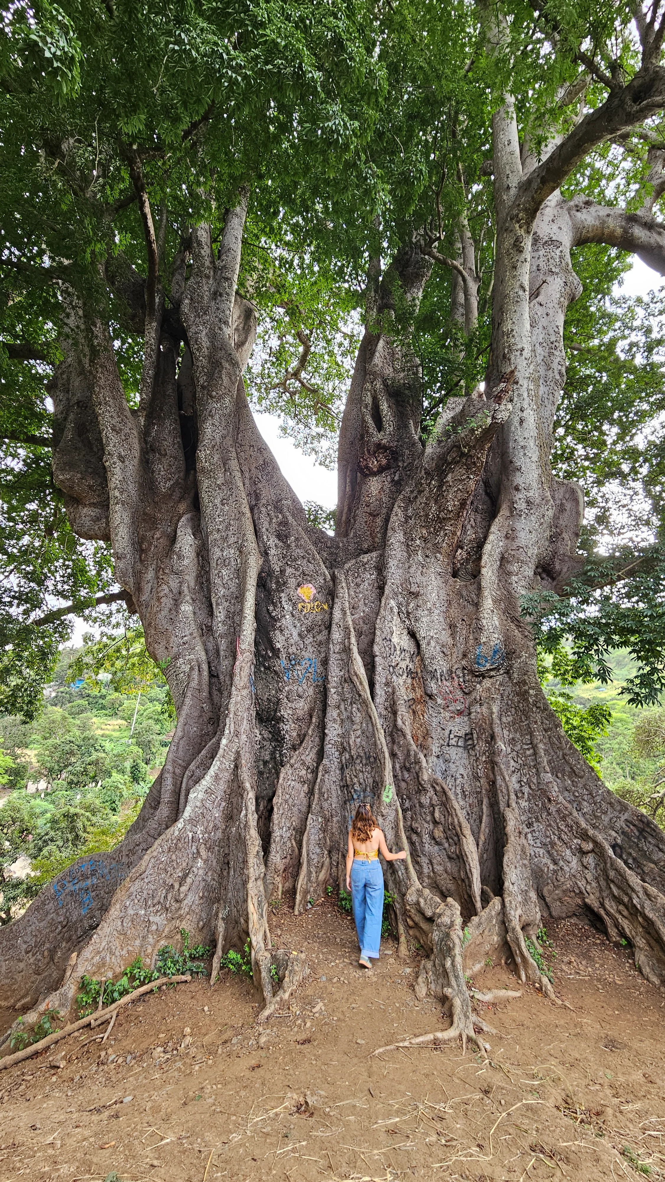 Lisa and the Kapok Tree