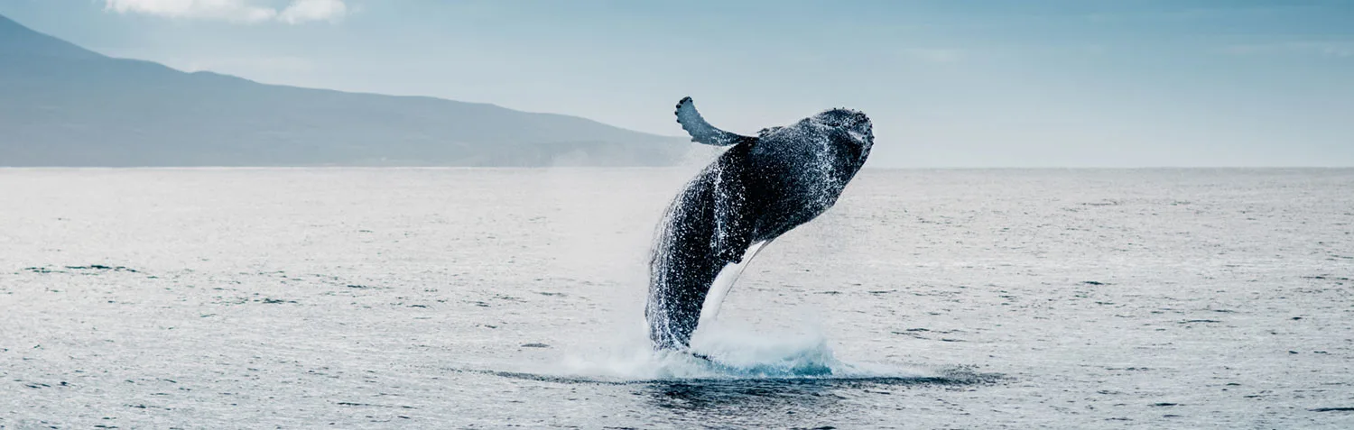 Whale Festival