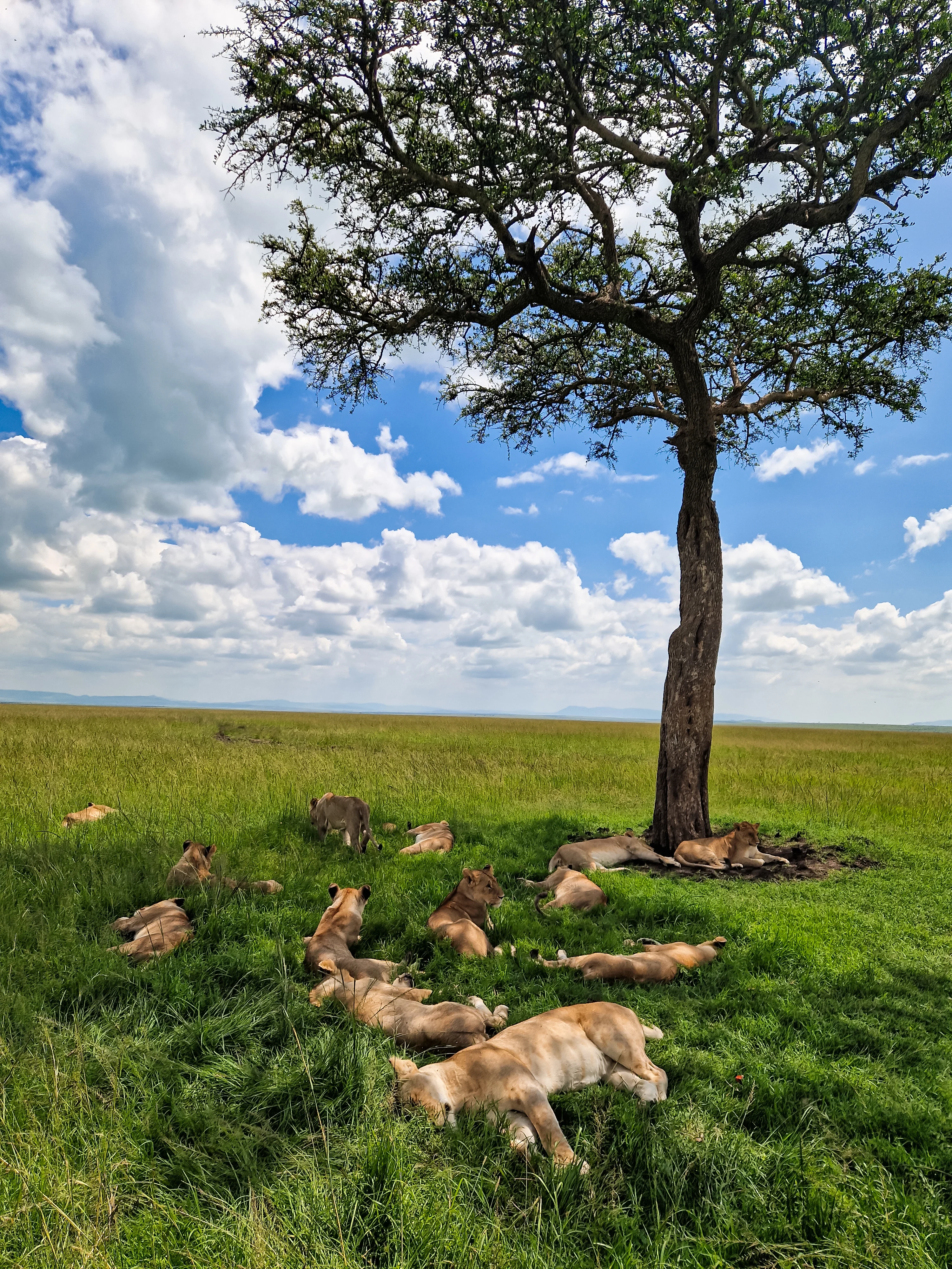 A lion family napping in the shade