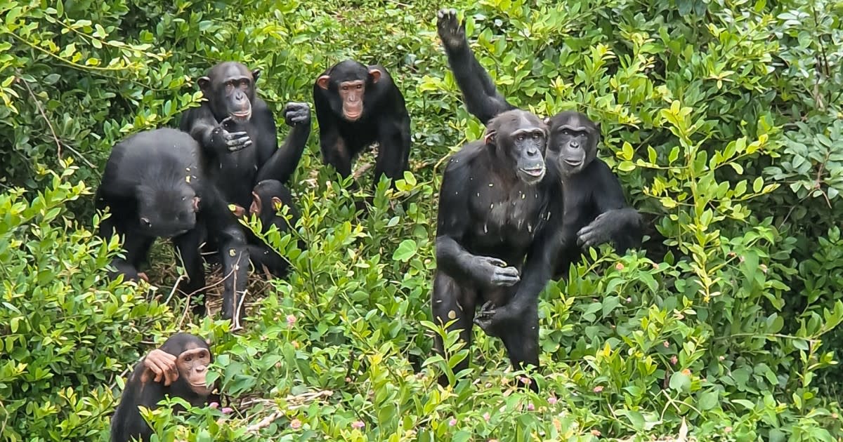 Cover Image for Volunteering at Chimfunshi: What to Expect at Zambia’s Chimpanzee Sanctuary