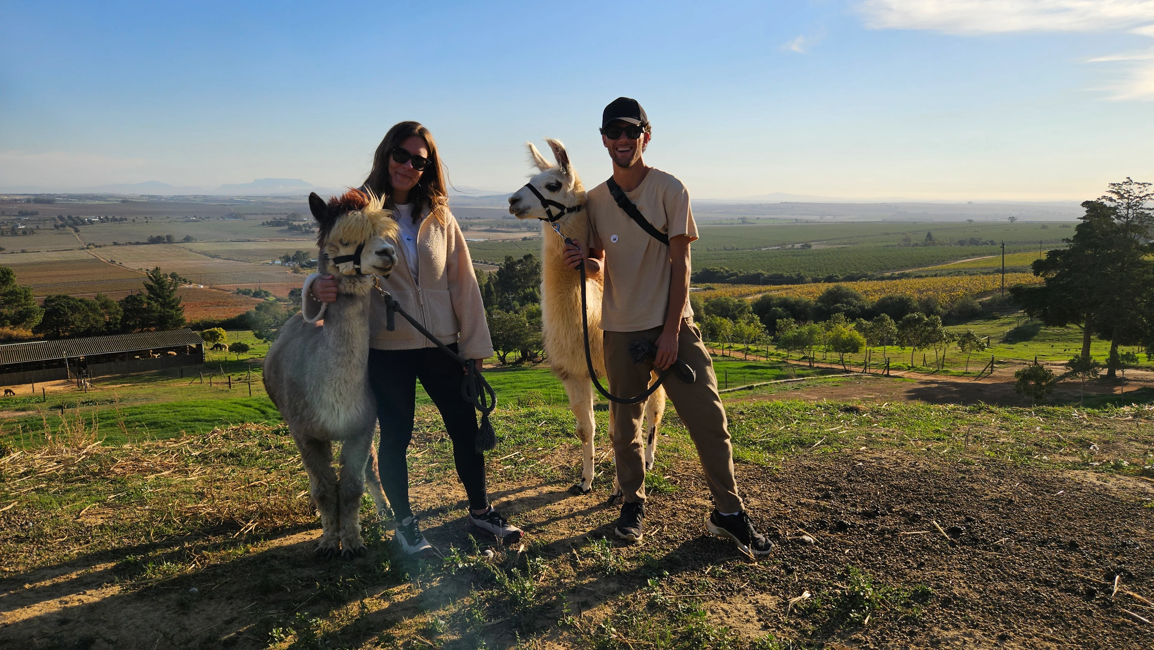 Having fun walking a llama on the Wine Route