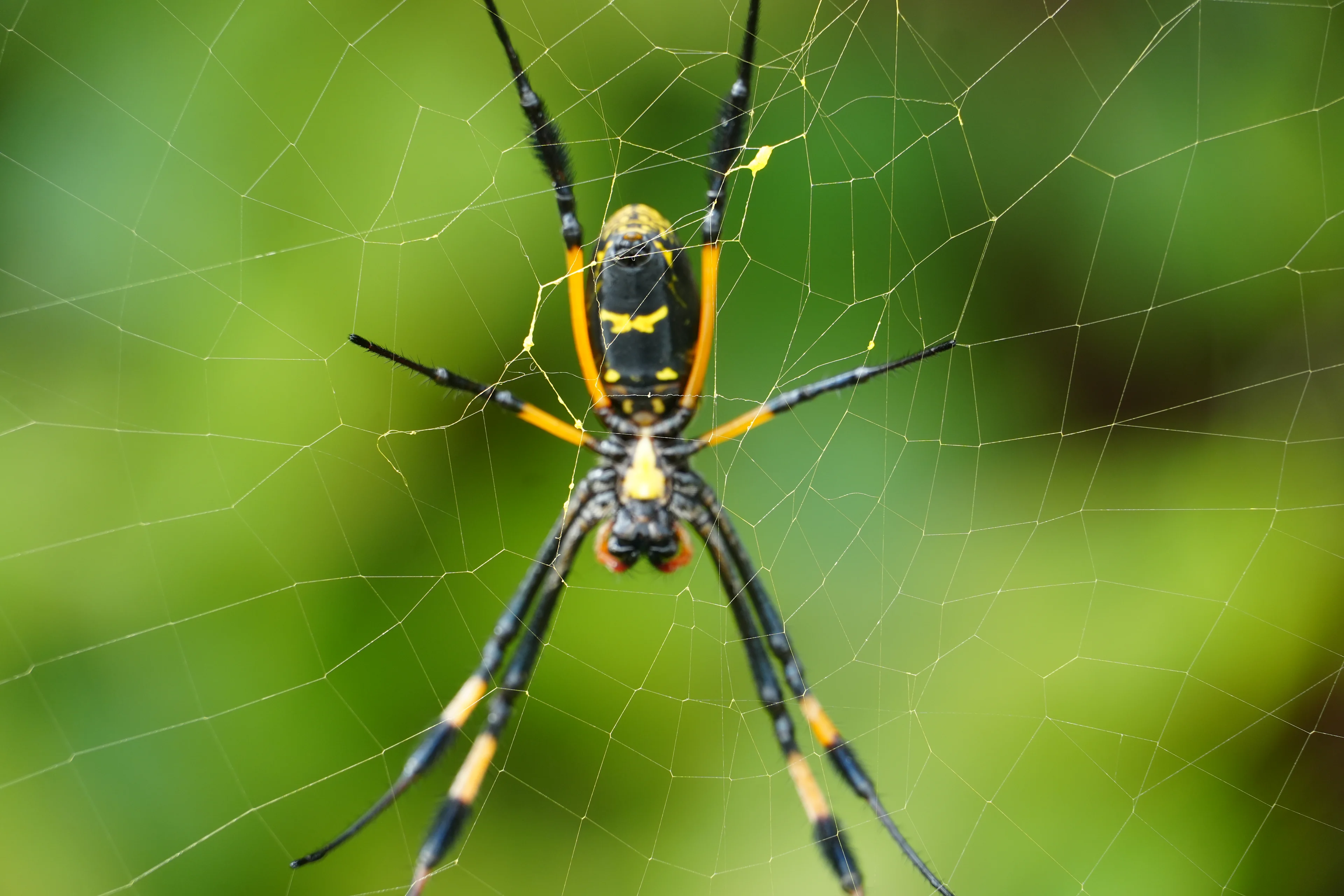 Expect to see huge and numerous spiders on your hikes in Santiago