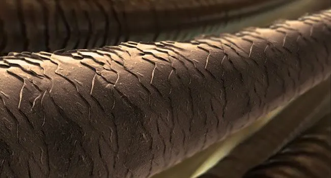 The Anatomy Of Human Hair