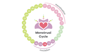 Female Menstrual Cycle Chart