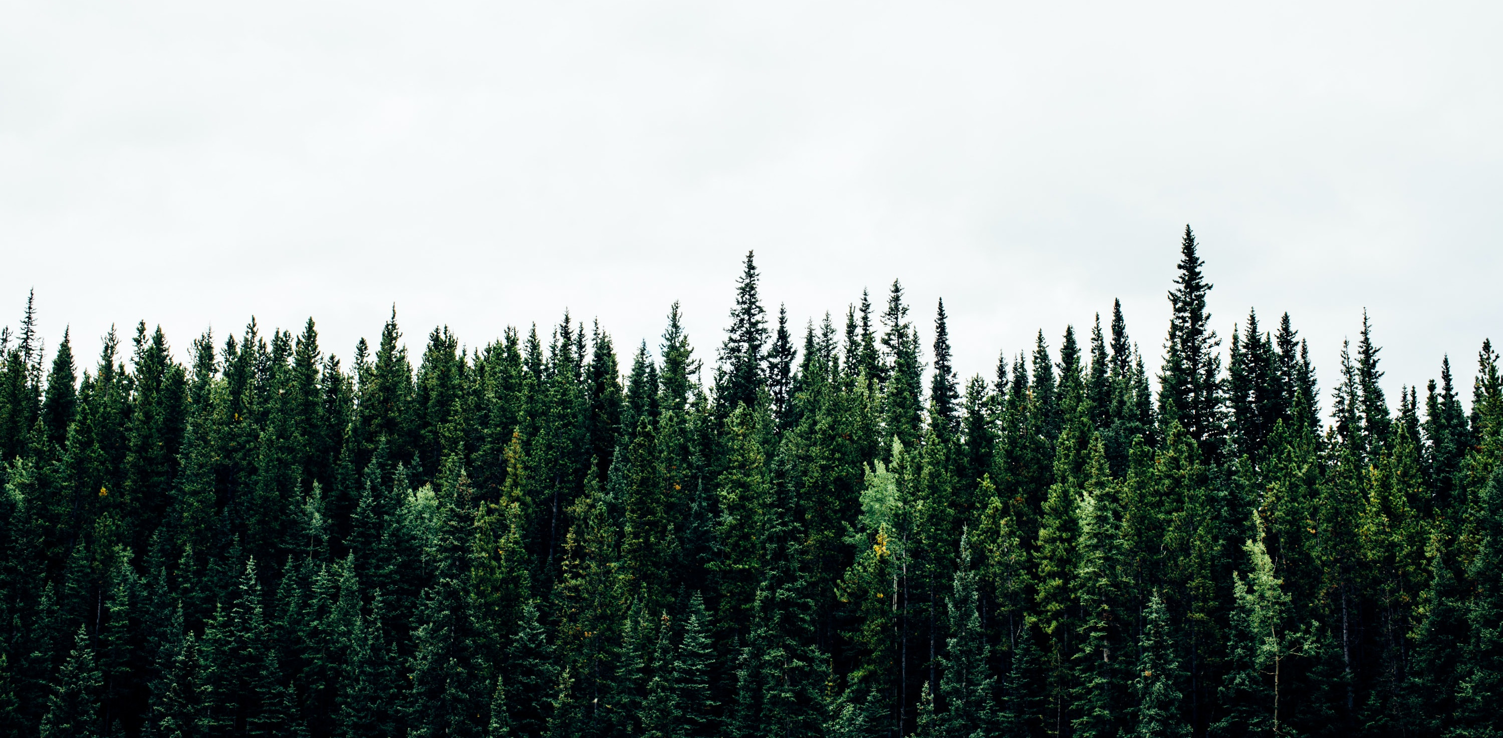 Vom Rohling zum Liebling