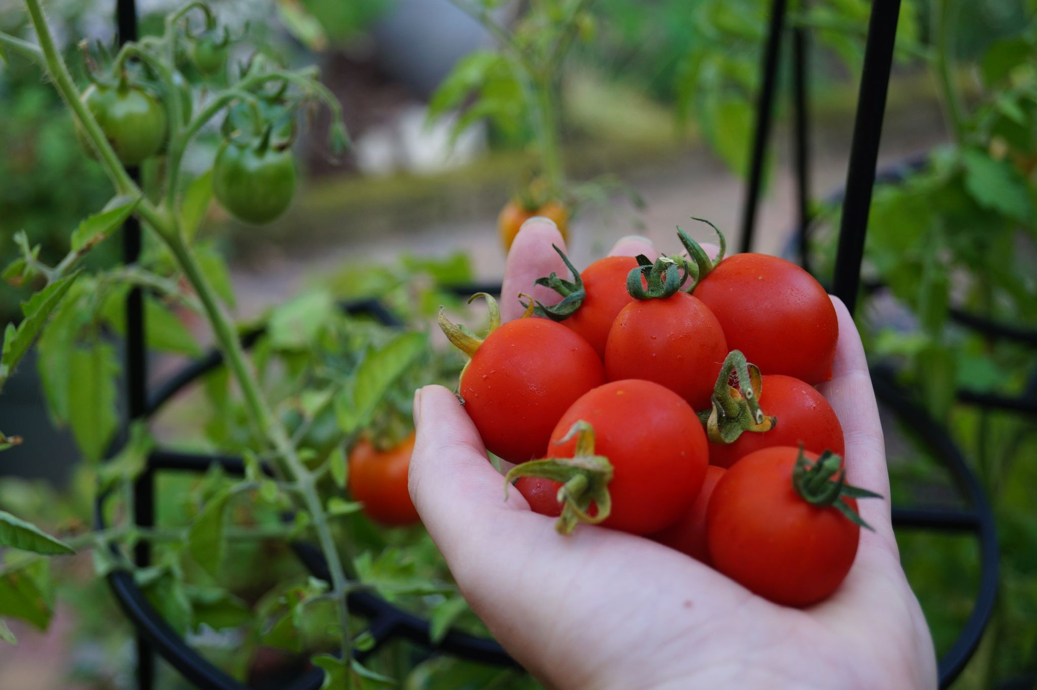 tomaten-geoogst