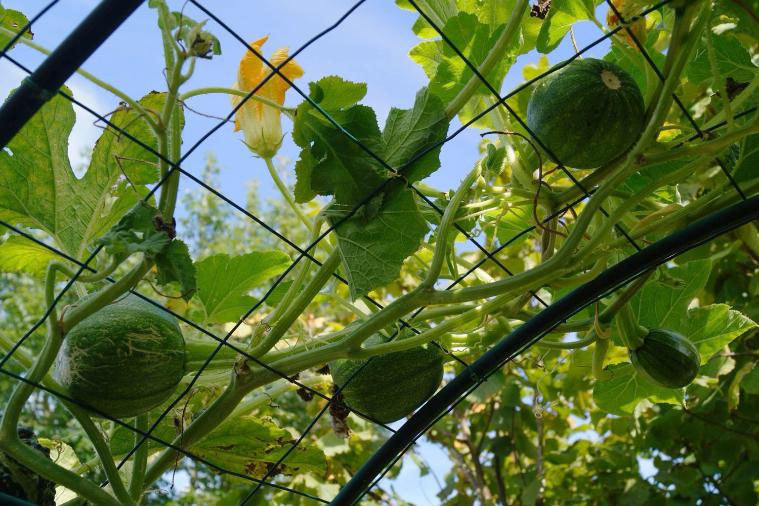 courgettes