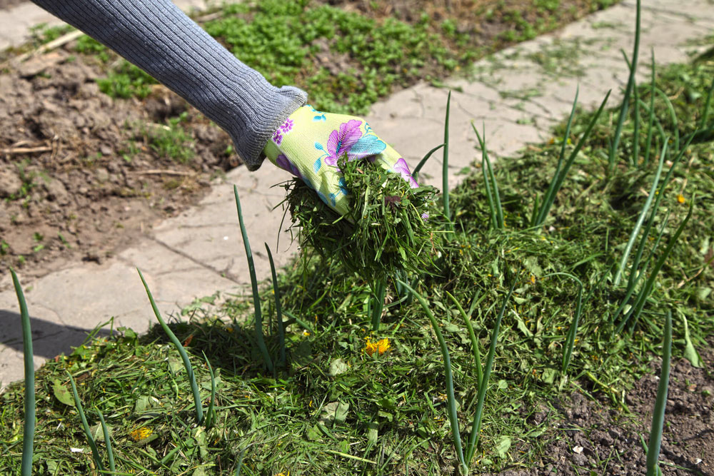 mulch-gras