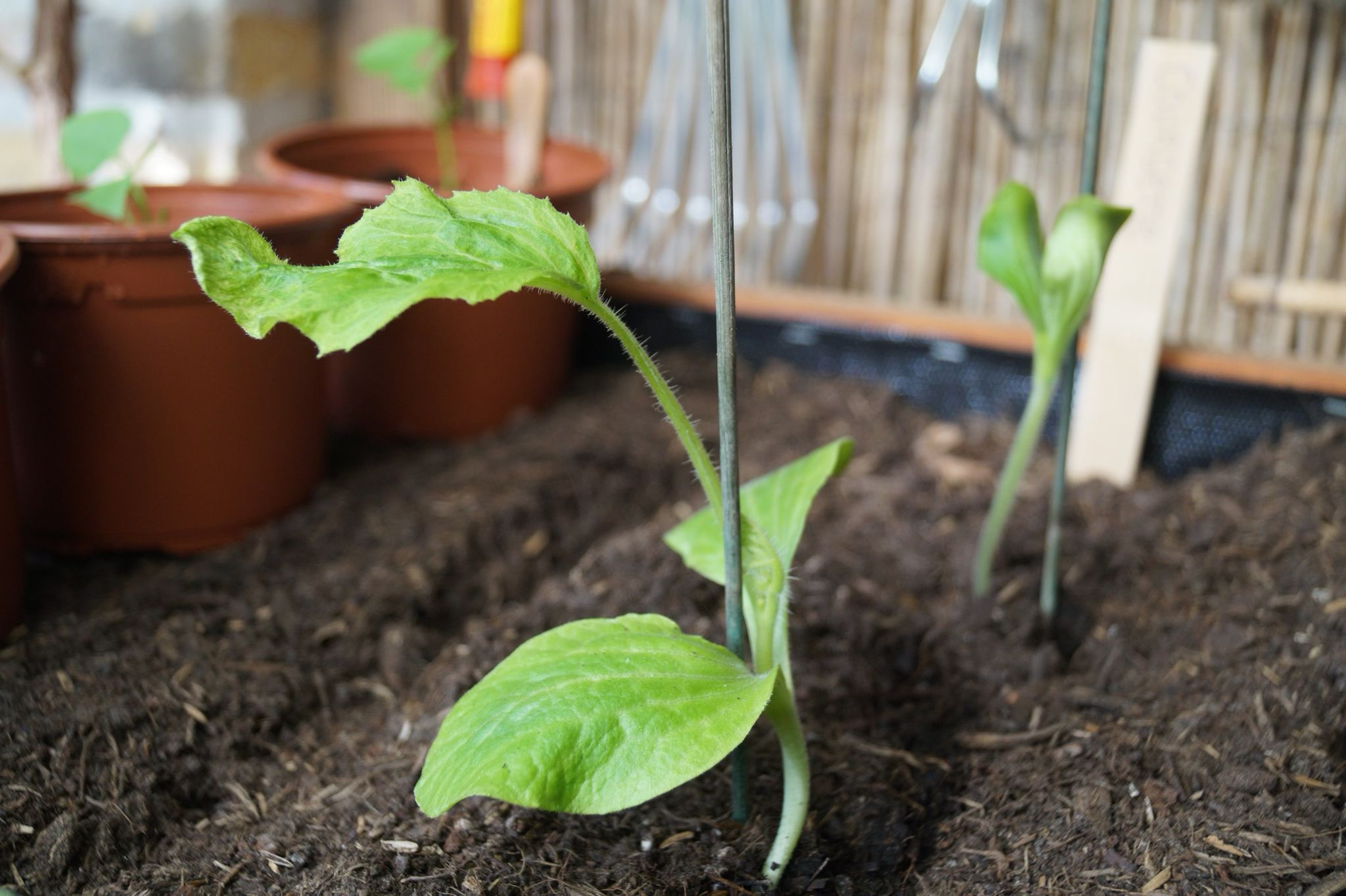 courgette