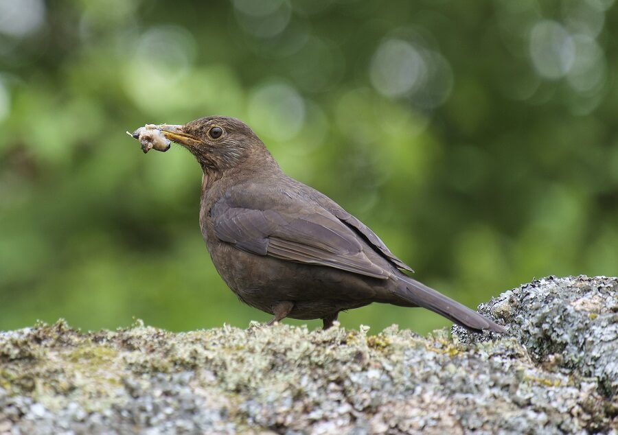 vogels-eten-slakken