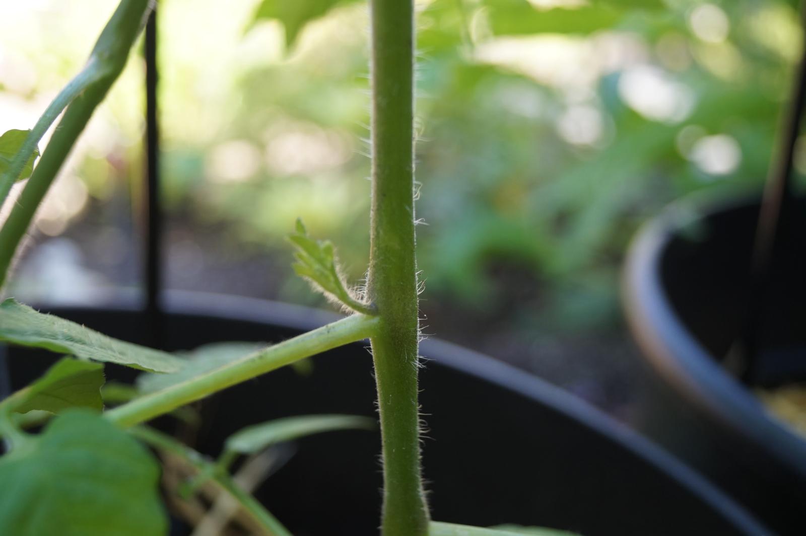 tomaten-dieven