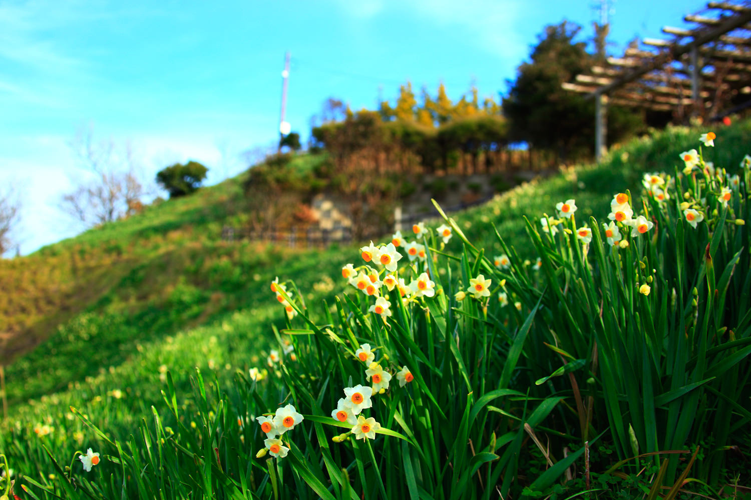 Echizen Daffodil Park