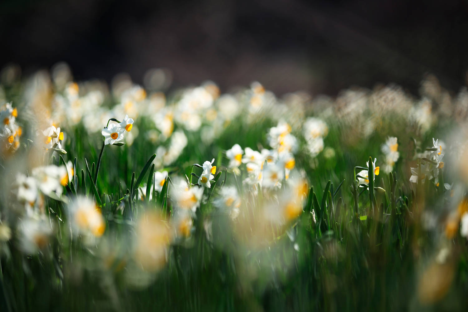 Echizen Daffodil Park
