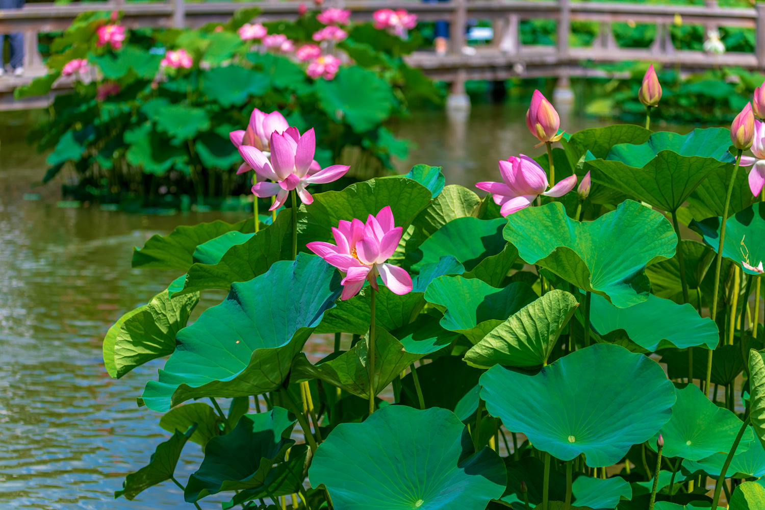 莲花公园