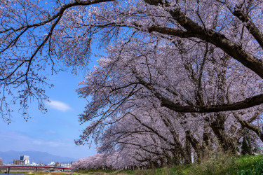 Cherry Blossoms along the Asuwa River