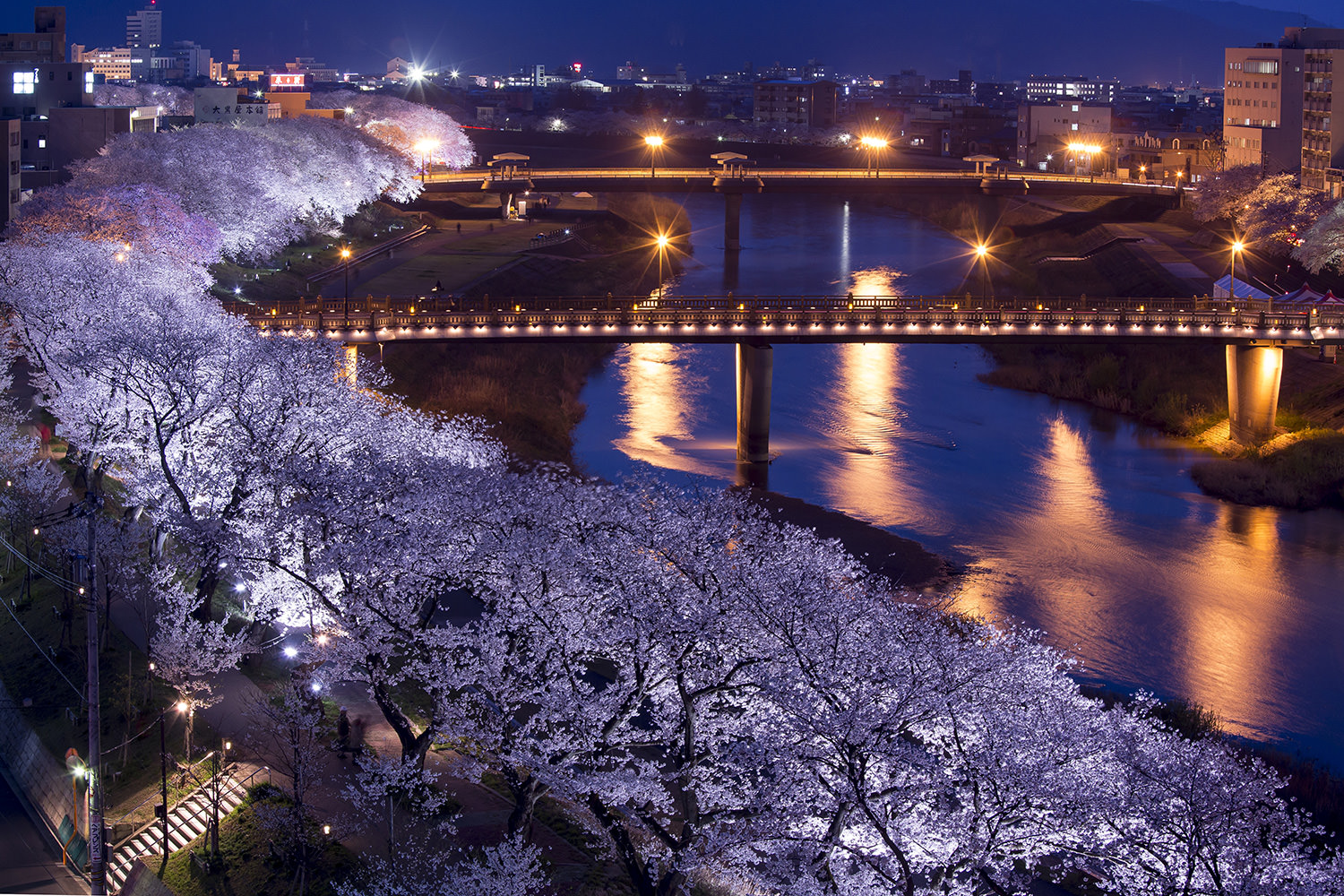 Cherry Blossoms along the Asuwa River
