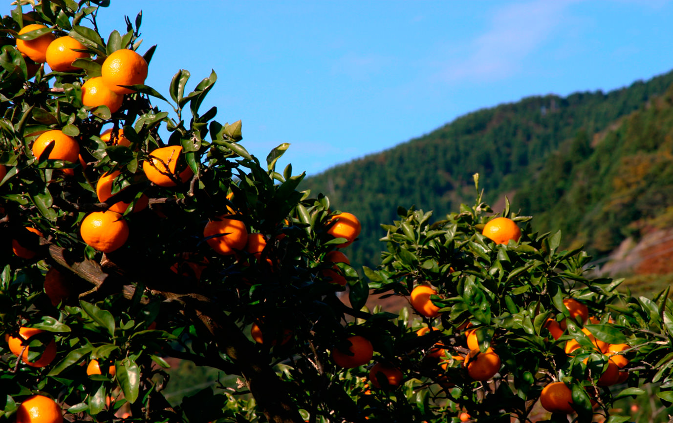 Pick Your Own Fresh Fruit