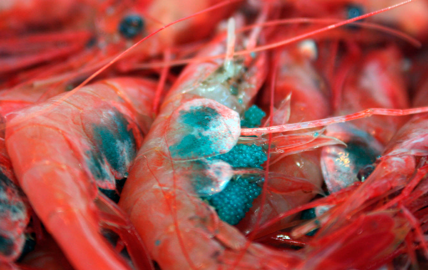 Fukui Amaebi Shrimp