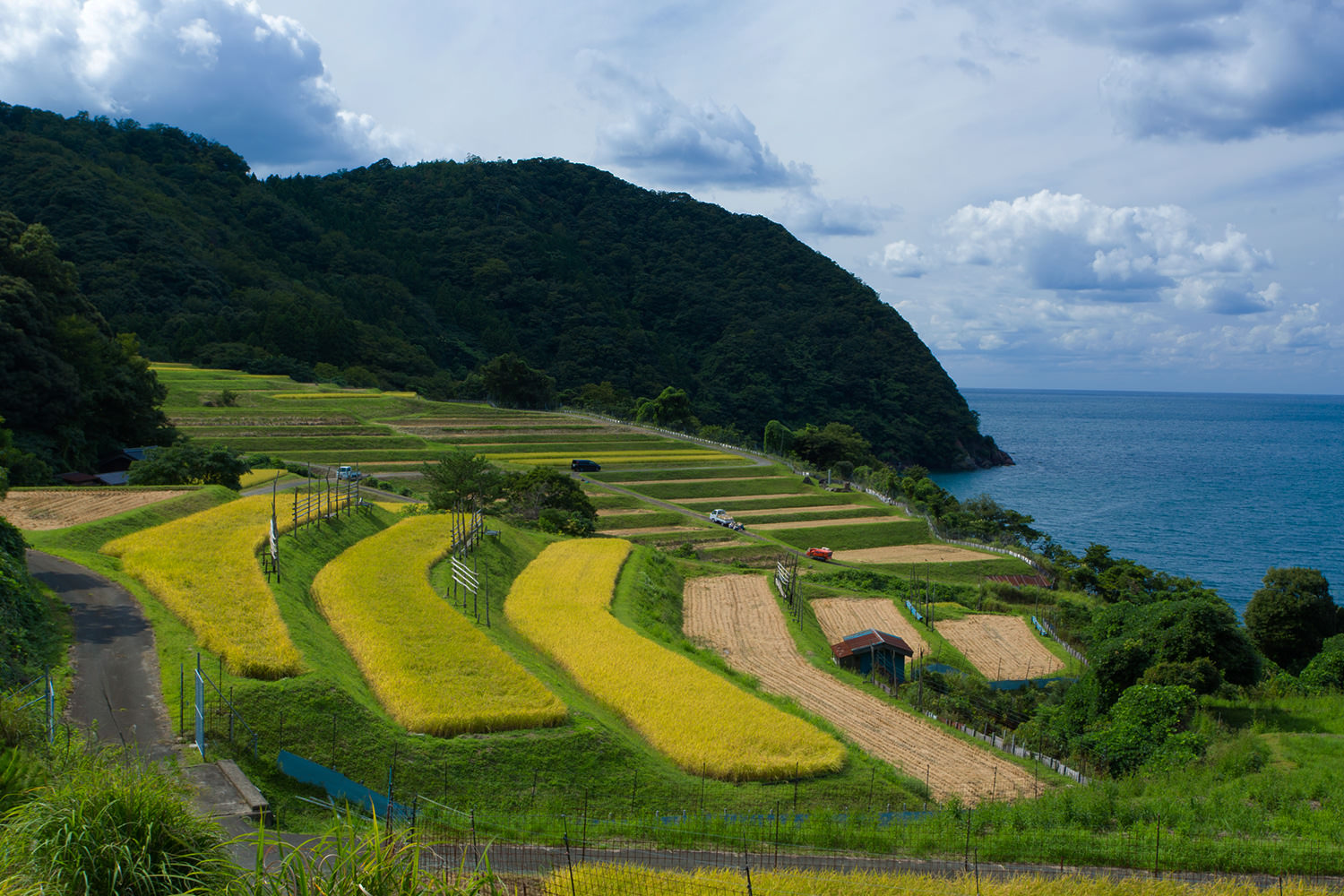 福井特色美食:在地特色美食不容錯過