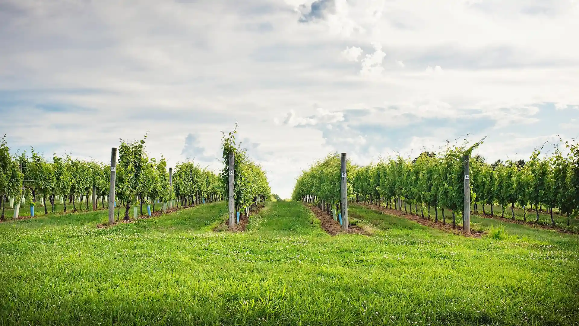 Deer Creek Winery Image