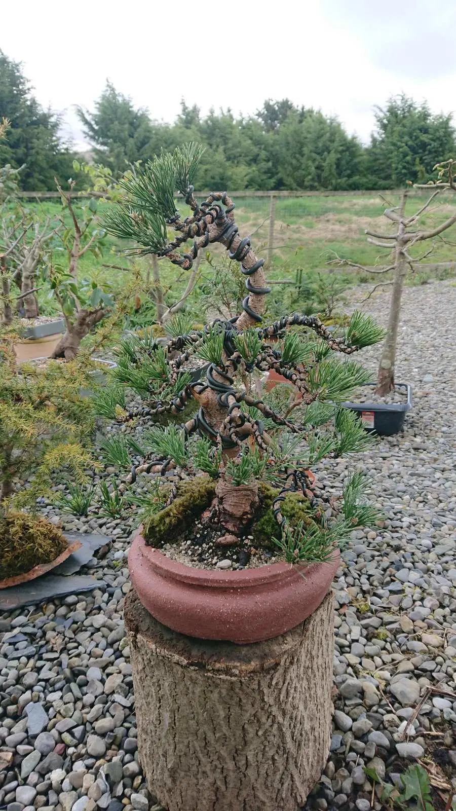 Pine mugo. start of work 2022 in autumn, pruning branches, repotting in bonsai pot, handmade pot from Ukraine, after wiring and shaping branches! after a year, removing wire and further work with needles
