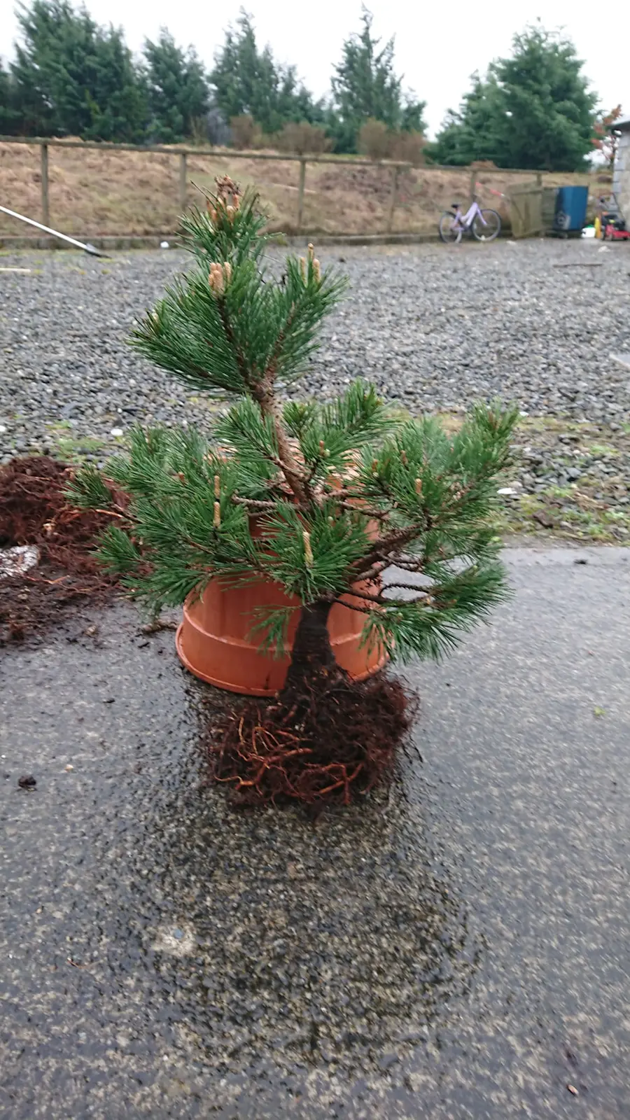 Pine mugo. start of work 2022 in autumn, pruning branches, repotting in bonsai pot, handmade pot from Ukraine, after wiring and shaping branches! after a year, removing wire and further work with needles