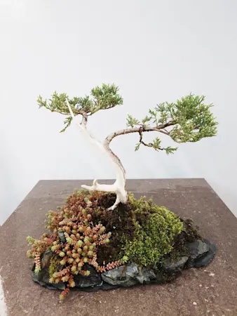 Juniper Media Pfitzeriana Aurea 