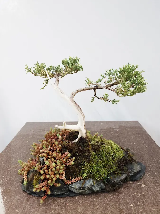Juniper Media Pfitzeriana Aurea 