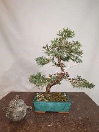 Juniper Media Pfitzeriana Aurea