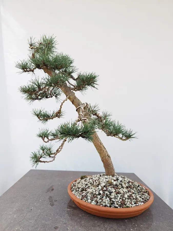Pinus Sylvestries