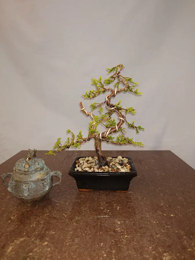 Cupressocyparis Leylandii