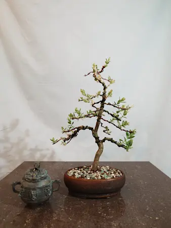 Salix "Hakuro-nishiki"