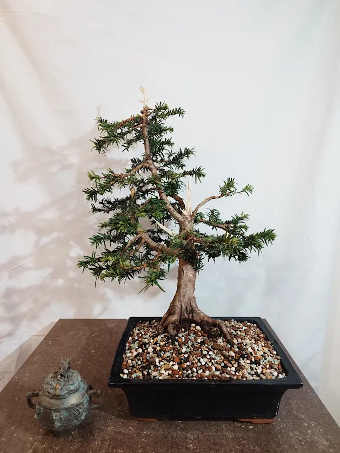 Taxus Baccata 