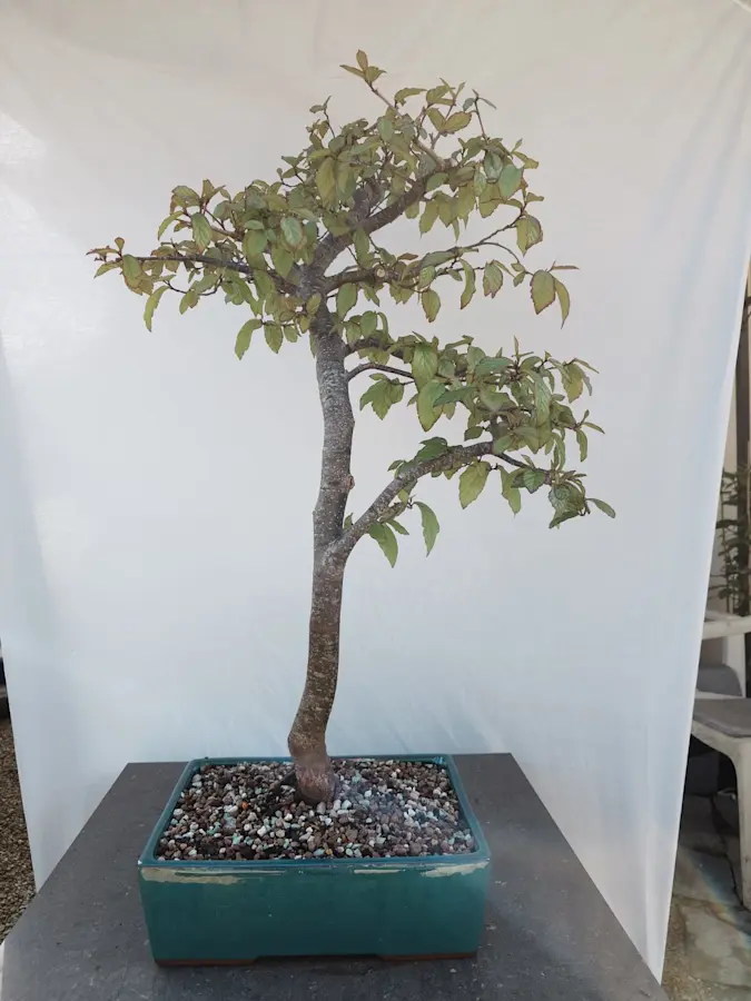 Parrotia Persica