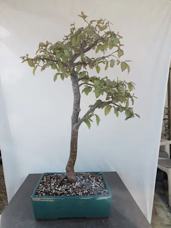 Parrotia Persica