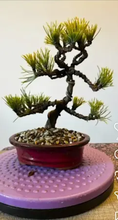 Pinus Winter Gold