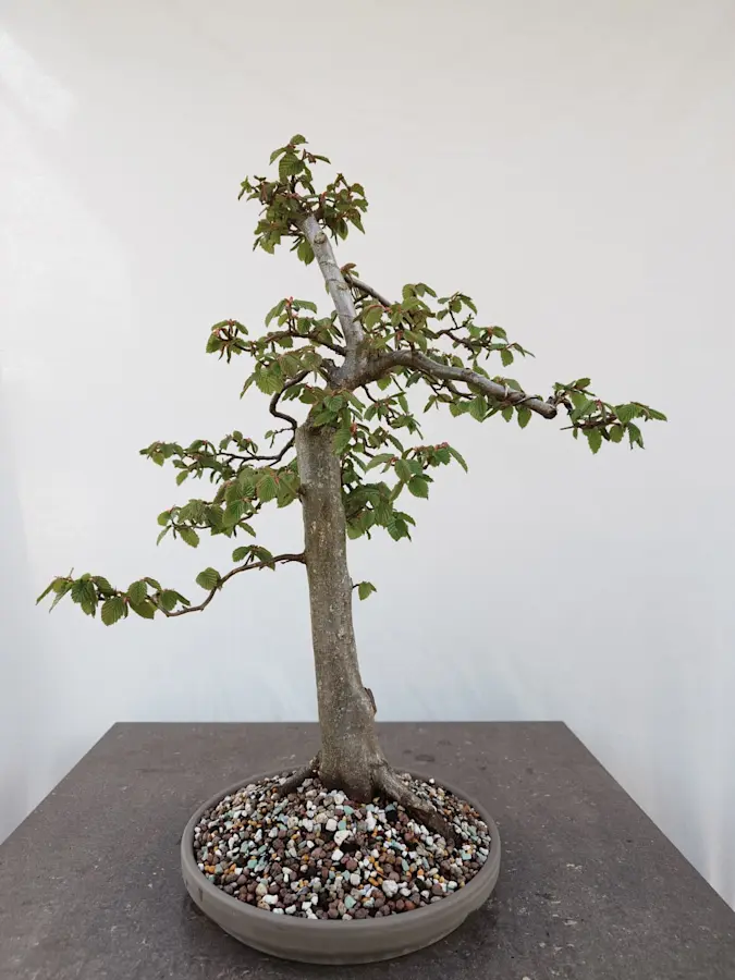 Carpinus